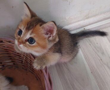 Pişiklər: Qızıl şinşilla, Dişi, Ünvandan götürmə — 17