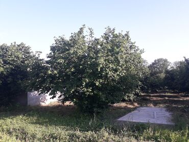 Bağ evlərinin satışı: Bakı, 65 kv. m, 3 otaqlı, Hovuzlu, İşıq — 6