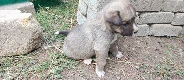itlet: Balaca it balası Xüsusiyyətlər: - Rəng: boz-qəhvəyi tük örtüyü