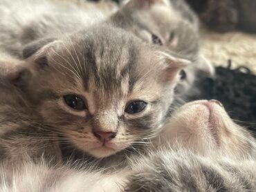 Pişiklər: Britan yastı qulaq, Erkək, Dişi, Yaxşı əllərə, Ünvandan götürmə, Pulsuz çatdırılma, Ödənişli çatdırılma — 67