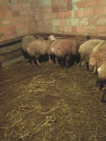 Quzu: 7disi 1erket 270 manat reyal alıcıya endirim olacaq .Fikri ciddi olan — 12