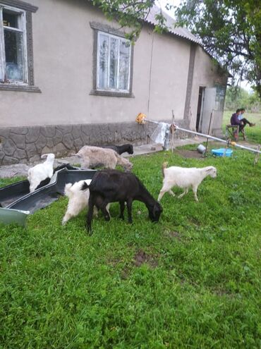 простые куры: Продаю коз,оптом 50000сом черная коза даёт 2 литра молока,серая литр