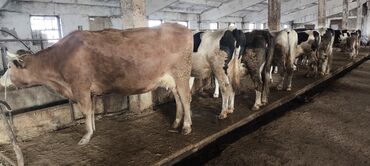 Коровы, быки: Продаю | Корова (самка) — 6