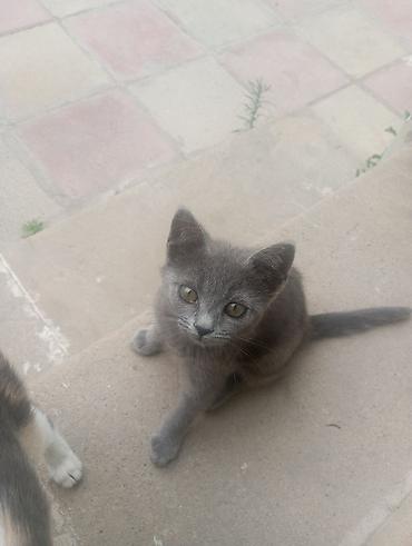 Şotland, Erkək, Yaxşı əllərə, Ünvandan götürmə lalafo.az -da Şotland, Erkək, Yaxşı əllərə, Ünvandan götürmə