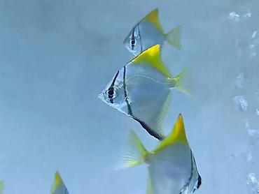 oskar balığı: Sülhsevər — 3