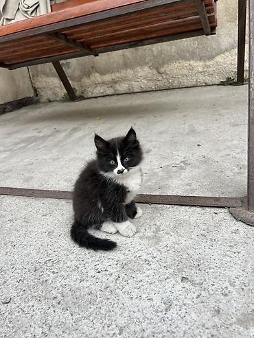 Отдам даром кошку: Кошка даром: Беспородная, 2 месяца, Девочка — 3