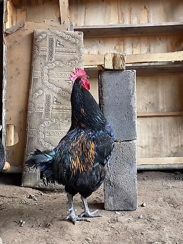 Куры, петухи: Продаю | Петух | Для разведения at lalafo.kg — 1 Куры, петухи: Продаю | Петух | Для разведения — 1