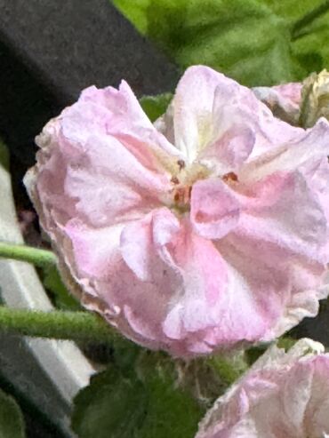 Герани и пеларгонии: Герань в горшке, цветущая ! Красивый розовый оттенок, листья красивые! — 11