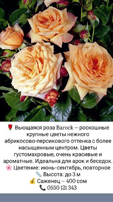 коробки для цветов бишкек: Саженцы Платная доставка — 5