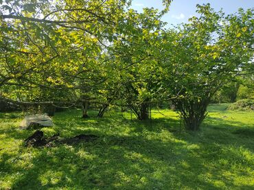 Torpaq sahələrinin satışı: 12 sot, Tikinti, Mülkiyyətçi, Kupça (Çıxarış) — 5