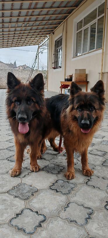 boo iti: Alman çoban iti, 6 ay, Erkək, Peyvəndli, Ünvandan götürmə — 2