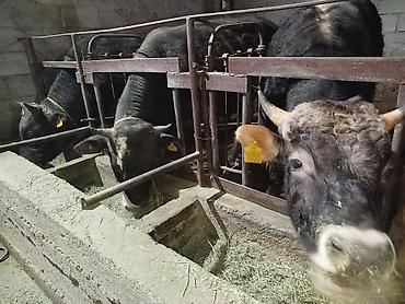 Коровы, быки: Продаю | Бык (самец) | На откорм | Привязанные — 2