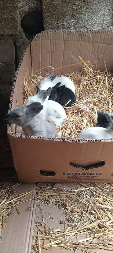 Dovşanlar: Temiz. qan. ankolka. balaları. satılır. 25 m — 4