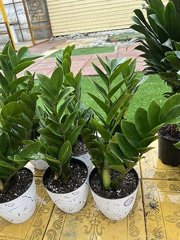 Каланхоэ: Комнатные цветы в горшках — готовые к украшению дома или офиса — 10