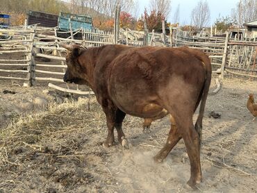 домики для хомяков: Продаю | Бык (самец) | Симментальская