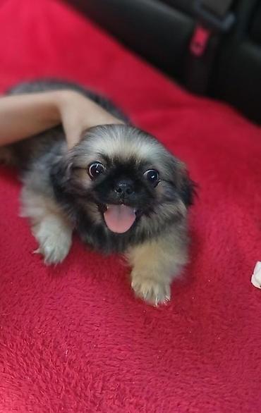 Pekines, Peyvəndli