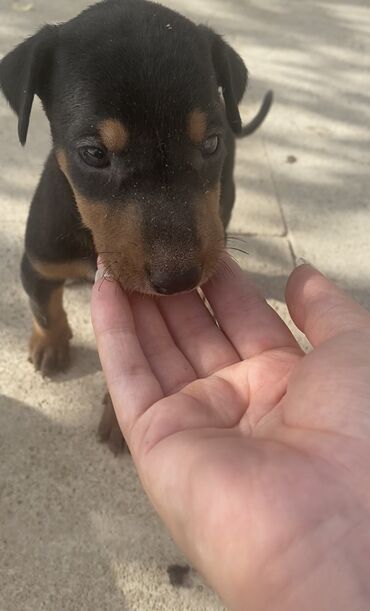 İtlər: Doberman, 2 ay, Dişi, Ünvandan götürmə, Ödənişli çatdırılma