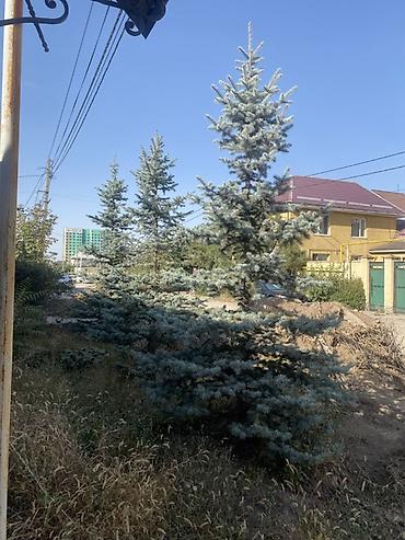мешковина: Ель голубая (Picea pungens Glauca) — декоративные взрослые деревья для — 2