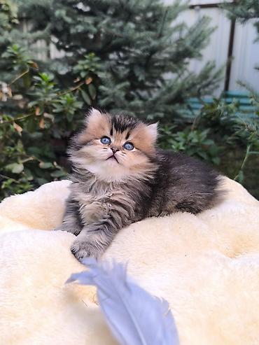 Скотиш Страйт (Шотландская прямоухая), 1 месяц, Девочка, Золотая шиншилла