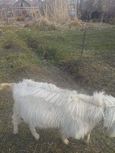 Козы, козлы: Продаю | Козёл (самец) | Для разведения | Племенные — 6