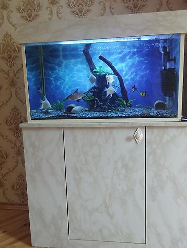 akvariumlar: Akvarium-şkaf, Balıqlarla birlikdə, 126 l, Ünvandan götürmə — 1
