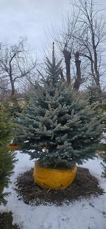 Искусственные ёлки: Ёлка,сосна,голубые ели,пихта,берёза — 26