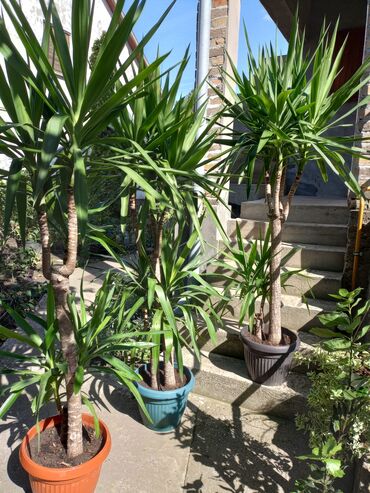 duks cebe sa rukavima: Yucca biljka sa karakterističnim deblom i dugim, šiljastim zelenim