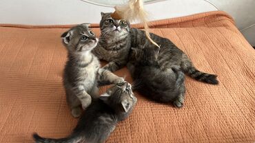 шотландская прямоухая: Кошка даром: Скотиш Фолд (Шотландская вислоухая), Девочка, Приучена к лотку, Проглистована