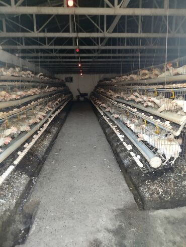Сельхоз предприятия: Продаю Птицеферма, 10 соток, Действующий, С оборудованием, Электричество, Канализация, Отопление — 8