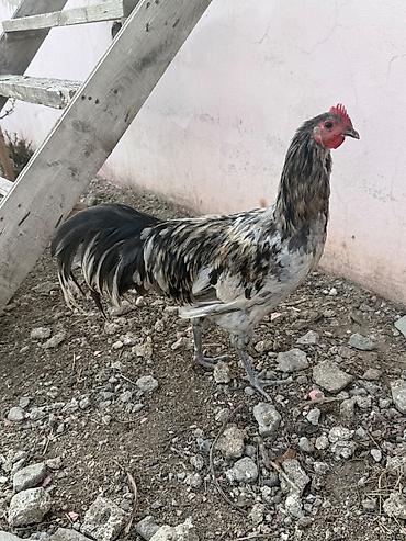 qus qefes: Xoruz, il: <1, Ünvandan götürmə, Ödənişli çatdırılma — 4