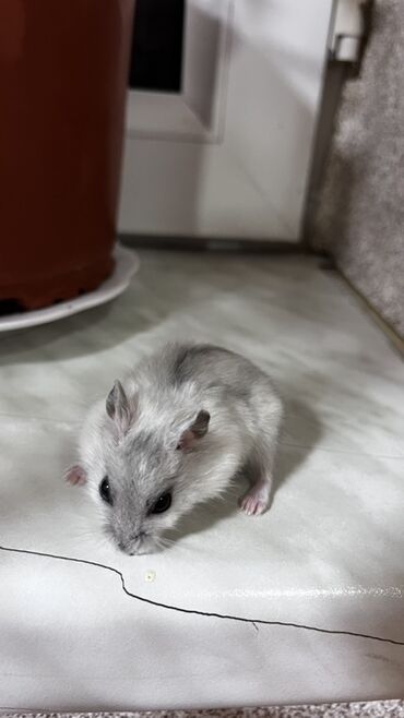 кошки в добрые руки баку: Djunqar cinsli xamyaklar - Kiçik ölçülü, sakit və mehriban xasiyyətli