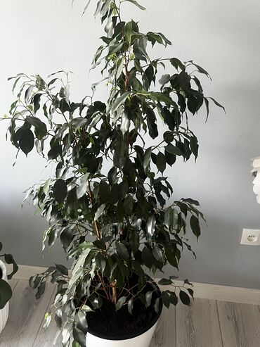 комнатные растении: Фикус Бенджамена, 1,5 метра высота