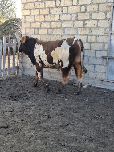 Inəklər, öküzlər: Erkək, il: 1, 150 kq, Damazlıq -da lalafo.az — 7 Inəklər, öküzlər: Erkək, il: 1, 150 kq, Damazlıq — 7