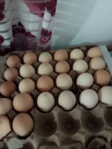 продаю бролеров: Продаю | Цыплята, Инкубационные яйца | Для разведения
