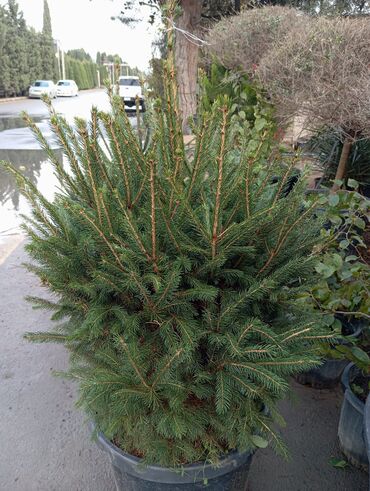 Ağaclar: Yeni il şamları 🌲 dibçəkdə ofis,ev 🏠 və bağ 🪏 üçün uyğundur.Təbii — 2