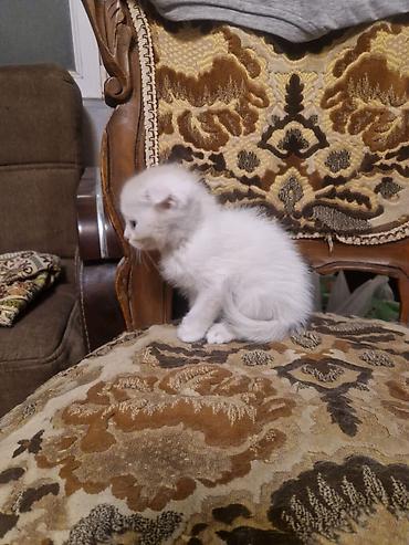 pisi: Şotland — 3