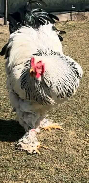 top az itler: Brama Layt.Təmiz Qandır.Yumurtası 3 Azn.Damazlıq 1 Ədədi 40 Manatdan