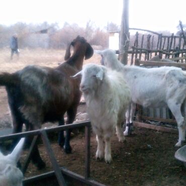 Козы, козлы: Продаю | Коза (самка) | Для разведения | Племенные — 12