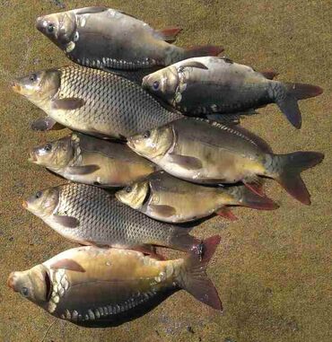 домашние рыбы: Рыба 🐟 малек карп толстолоб амур с Озёрное доставка по бишкеку и