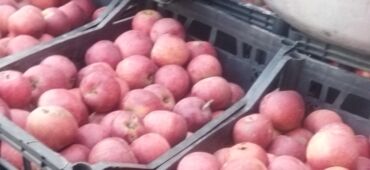 Варенье: Qırmızı alma — təzə yığım, çeşidlənmiş və səbətlərdə saxlanılır.100