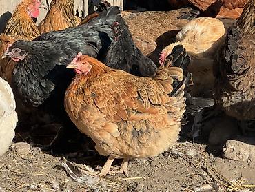 домашние куры бишкек: Продаю | Куры | Домашняя | Несушки — 3