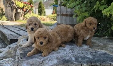 Psi: Maltipoo štenci MALTIPOO štenci izuzetnog kvaliteta i izgleda, veoma — 2