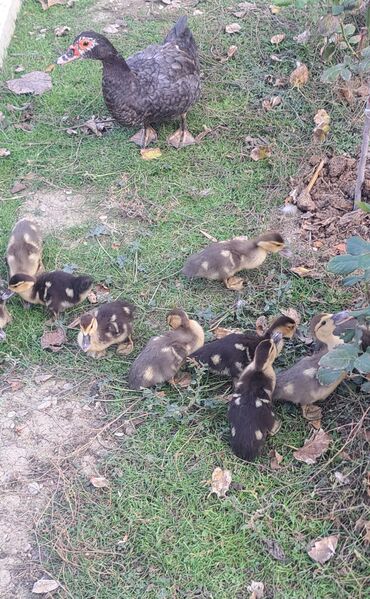 Ördəklər: Dişi, | Macar, Damazlıq, Pulsuz çatdırılma — 12