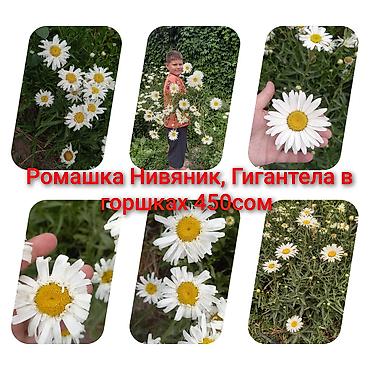 Хризантема: Хризантемы ромашки 300-350 сом. С. Ленинское по Алмаатинской — 17