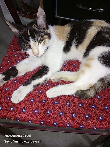 Pişiklər: Dişi, Yaxşı əllərə — 13