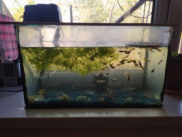Животные: Продаю аквариум 25 литров, высота 26 см, ширина 21, длина 46 см, с