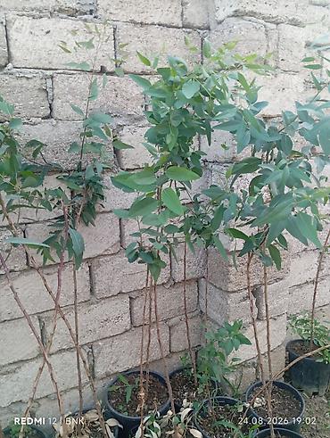 Ekalipt (Eucalyptus) fidanları – qablarda - Bitki: Eucalyptus spp
