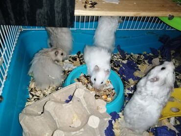 Gəmiricilər: Tapılması ən cətin hamster novüdür (Angora cinsli). Uzun qabarıq