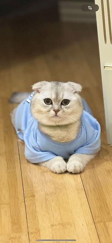 Geyimlər: Pişiyin 1 yaş 5 aylıqdır. Ağ rəngdədir, cinsi Scottish Fold-dur — 1