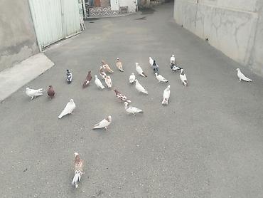turac quşu qiyməti: 28 qustu təcili satıl 110 manat gəncə — 10